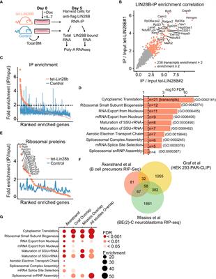 Enhanced protein synthesis is a defining requirement for neonatal B cell development